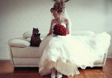 Pets Weddings